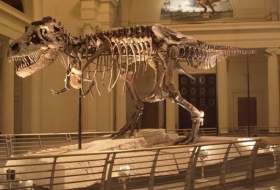 Scientists use high-tech scans to study T. rex`s little arms